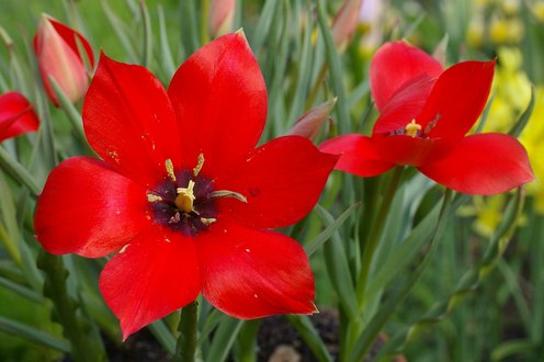 Tulipe  feuille de lin.