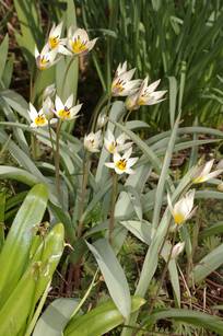 Tulipa turkestanica, fleurs