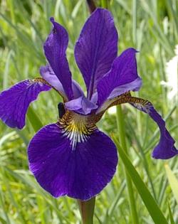 Iris siberica 'Tycoon'