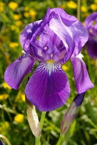iris, fleur