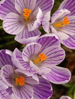 Crocus vernus