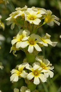 Sisyrinchium striatum, Photo P. Vigneron