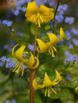 Erythronium 'Pagoda'