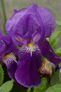 Iris germanica