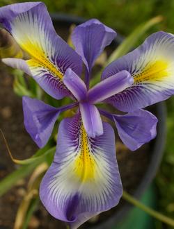 Iris cycloglossa