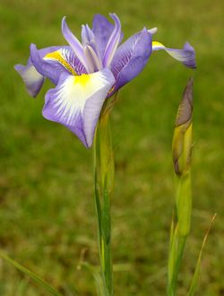 Iris cycloglossa