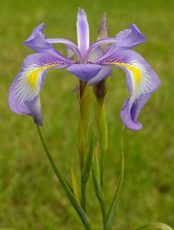 Iris cycloglossa