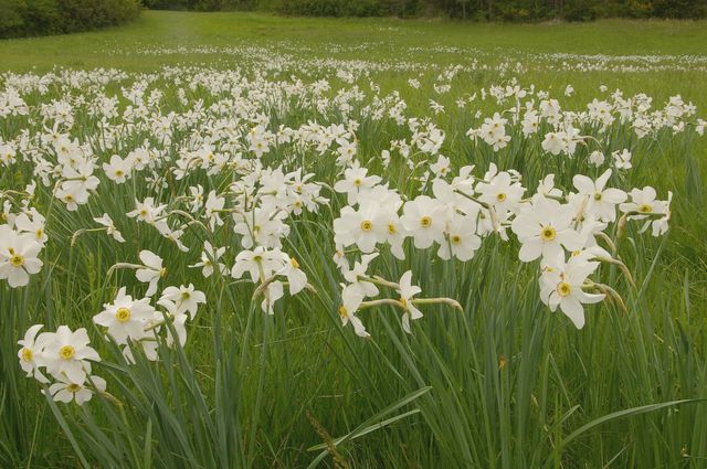 Narcissus poeticus