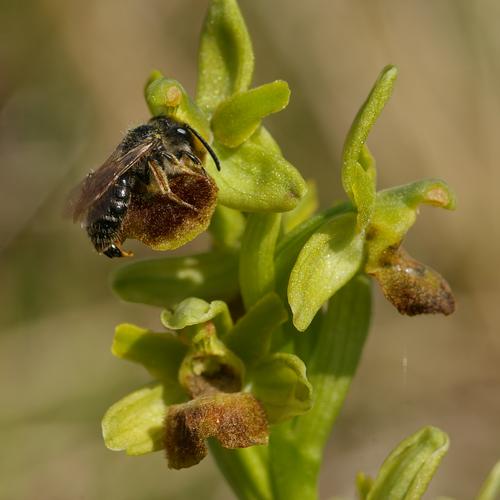 http://www.iris-bulbeuses.org/jpg/Vigneron/ophrys-12984.jpg