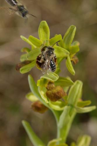 http://www.iris-bulbeuses.org/jpg/Vigneron/ophrys-13043.jpg