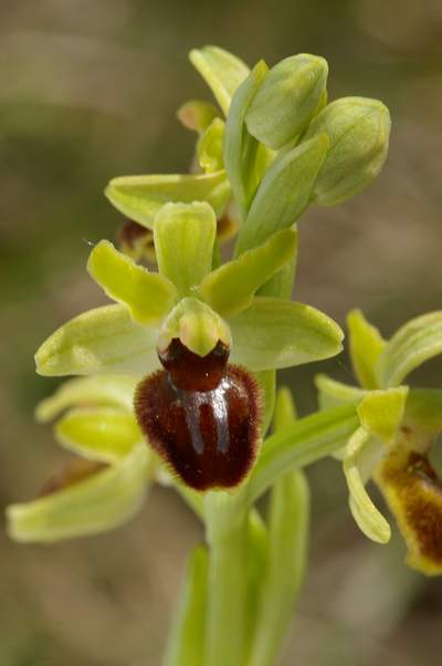 http://www.iris-bulbeuses.org/jpg/Vigneron/ophrys-13074.jpg