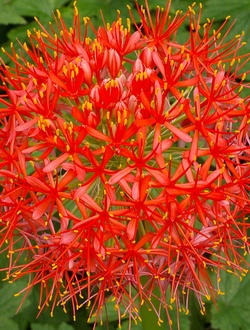 Scadoxus multiflorus