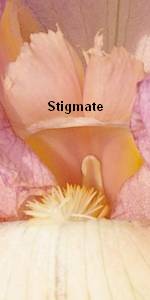 Détail du stigmate