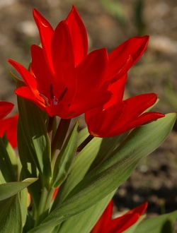 Tulipa praestans Fuselier
