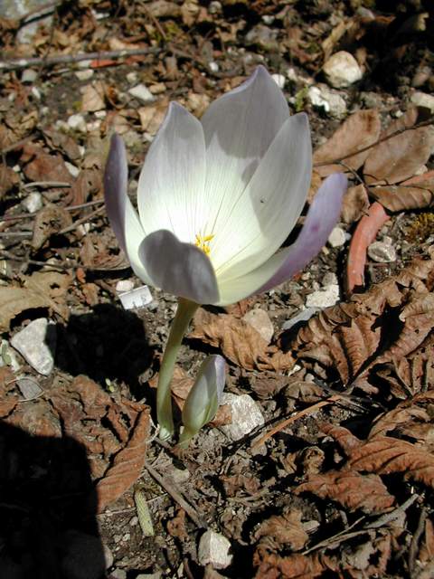 Colchicum 'Antars', photo F. Virecoulon