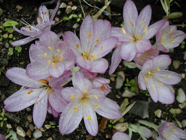 Colchicum cilicicum, photo F. Virecoulon