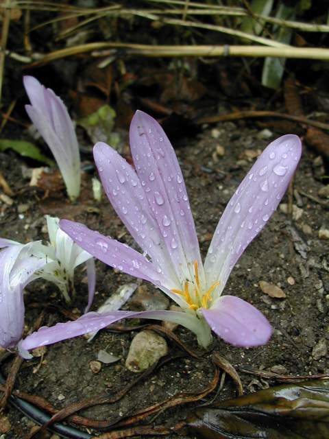 Colchicum pusillum, photo F. Virecoulon