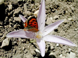 Colchicum corsicum