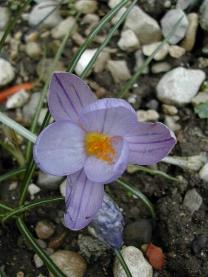 Crocus imperati