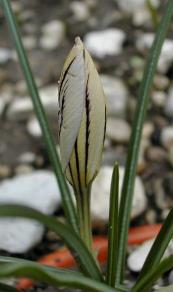 Crocus imperati