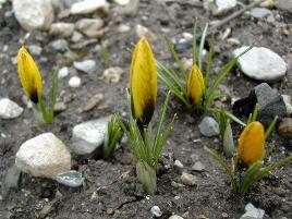 Crocus korolkowii