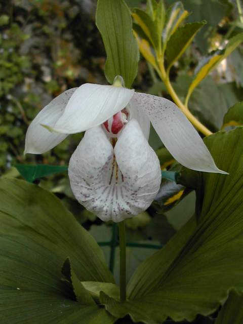 Cypripedium formosanum