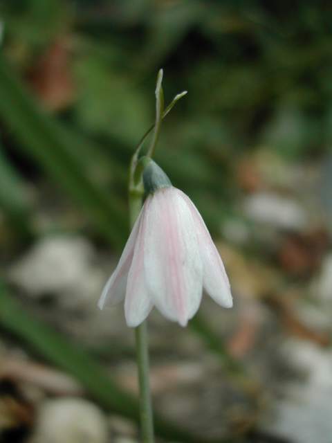 Leucojum roseum, photo F. Virecoulon