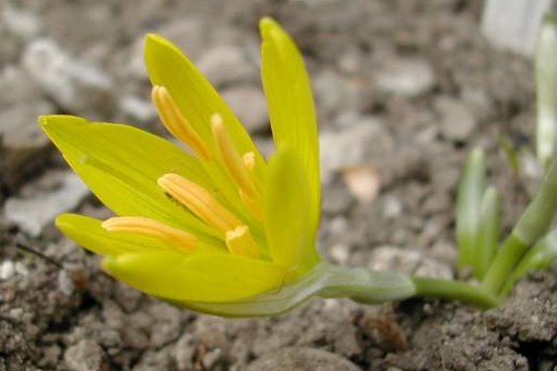 Sternbergia greuteriana