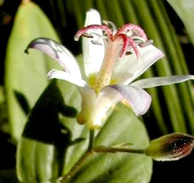 Tricyrtis Tojen