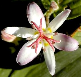 Tricyrtis Tojen