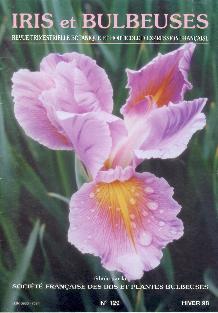 Iris spuria