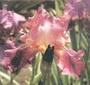 Iris 'Derviche'