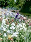 Jardin d'iris  TECOMAH