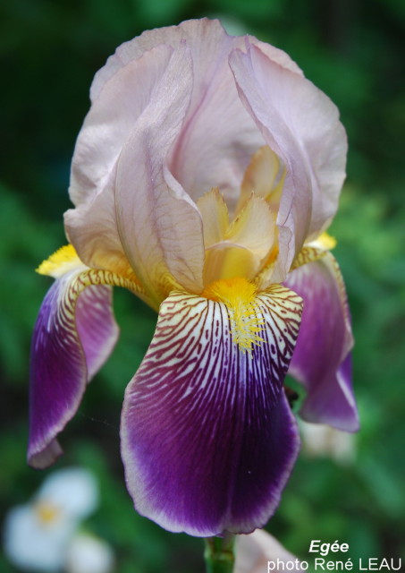 Iris 'Egée' - Vilmorin 1925 Iris%20germanica%20Egee