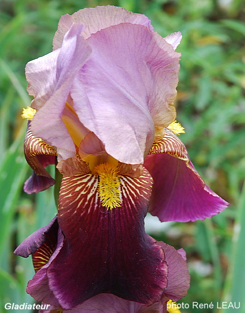 Iris 'Nêné' - Ferdinand Cayeux' - 1928 Iris%20germanica%20Gladiateur