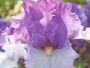 iris 'Banlieue Bleue'