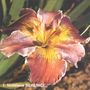 iris 'Berenice'