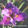 iris 'Cosi Fan Tutte'