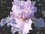 iris 'Ecume'