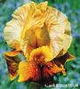 iris 'Equateur'