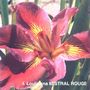 iris 'Mistral Rouge'