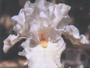 iris 'Noces Blanches'