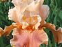 iris 'Oiseau Lyre'