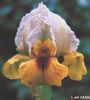 iris 'Zazou'