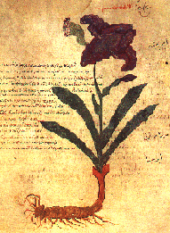 Iris du Vienna Dioscorides