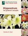 Hippeastrum, Veronica Read